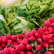 Wochenmarkt Lahde Frisches rotes Radieschen-Bündel vor üppigen Spinatblättern auf einem Wochenmarkt in Lahde.