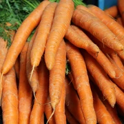 Wochenmarkt Windheim Frische Karotten in sattem Orange liegen dicht beieinander und leuchten im natürlichen Tageslicht.