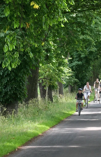 Ulenburger Allee Radfahrer und Fußgänger genießen eine von großen Bäumen gesäumte Allee bei sonnigem Wetter.