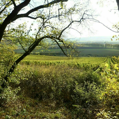 bahnwanderweg_ausblick_unstruttal_c_johannes_mueller.jpg