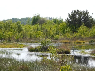 Naturlandschaft im Neustädter Moor