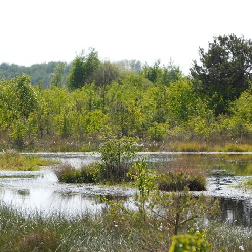 Naturlandschaft im Neustädter Moor