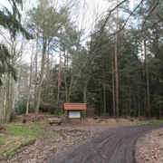 Brunsburg Ein Waldweg mit Informationsschild und Sitzbank, umgeben von hohen Kiefern und Laubbäumen.