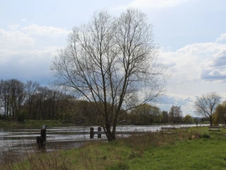 Schiffsanleger Heisterholz Flussufer mit kahlen Bäumen, stille Gewässer und ein hölzerner Bootsanleger in ruhiger Landschaft.