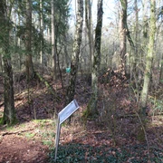 Laubwald im Winter mit Hinweisschild im Vordergrund; alte Erdbefestigung im Hintergrund erkennbar.