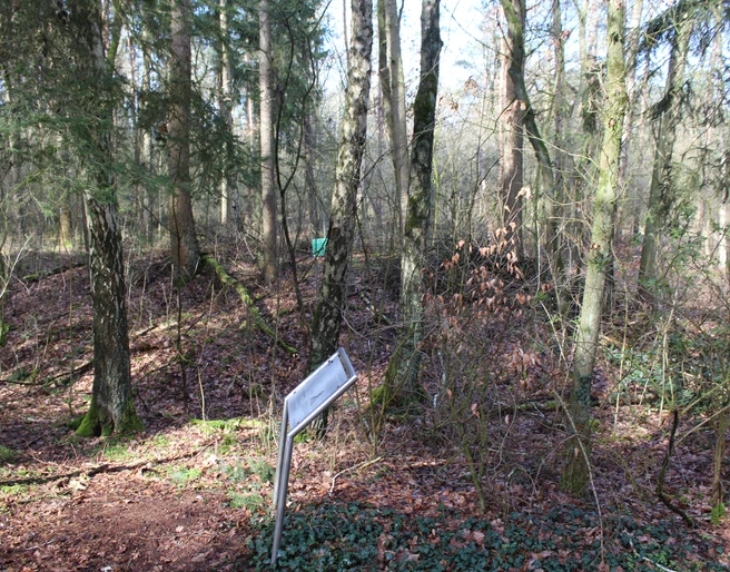 Barmer Motte Laubwald im Winter mit Hinweisschild im Vordergrund; alte Erdbefestigung im Hintergrund erkennbar.