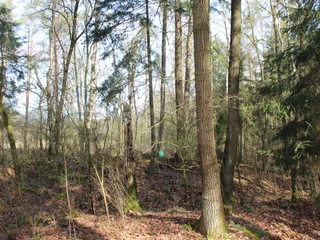 Barmer Motte Laubwald mit hohen, schlanken Bäumen und dichtem Unterholz auf einer Lichtung an einem klaren Tag.