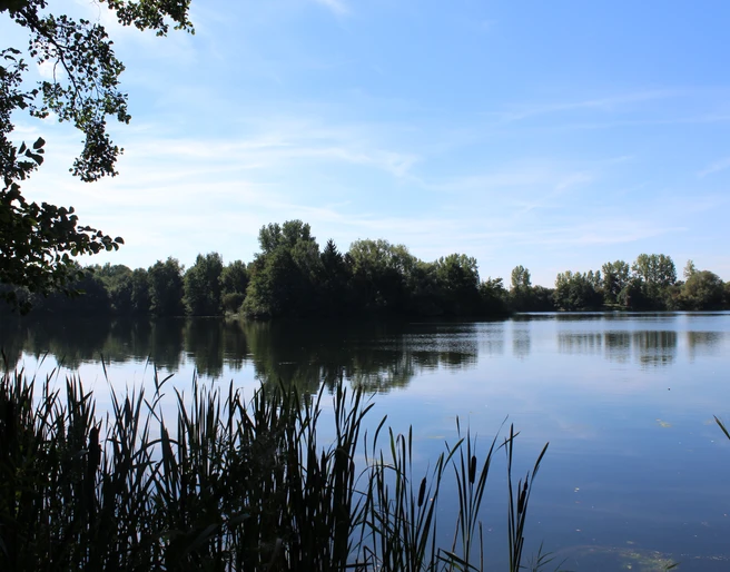Ruhiger See umgeben von Bäumen, leicht bewölkter Himmel, im Vordergrund Schilfgras am Ufer.