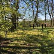 Jüdischer Friedhof Leese Grüne Wiese mit verstreuten alten Grabsteinen und umgebenden Bäumen unter strahlend blauem Himmel.