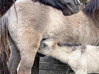 Tarzan, das Tarpanpferd Tarzan, das Tarpanpferd