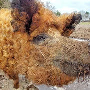 Das Wollschwein Rote Lola  Das Wollschwein Rote Lola