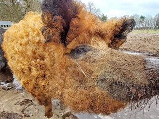 Das Wollschwein Rote Lola  Das Wollschwein Rote Lola