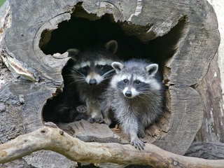 Waschbären Waschbären in Baumhöhle