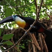 Tucan im Duisburger Zoo Ein farbenprächtiger Tukan sitzt auf einem Ast, umgeben von üppigem Grün und dichtem Blattwerk.