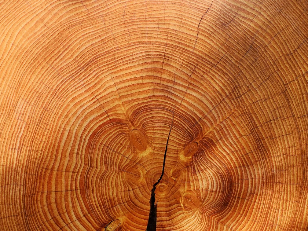 Holz Holz