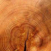 Holz Holz