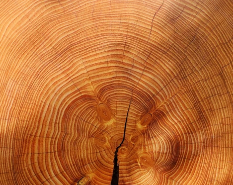 Holz Holz