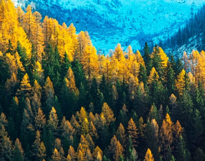 Forst Goms Forst Goms