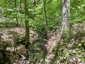 Wald am 256 m hohen Musenberg Waldpfad mit flachem Bach, umgeben von grünen Bäumen und weichem Lichteinfall.