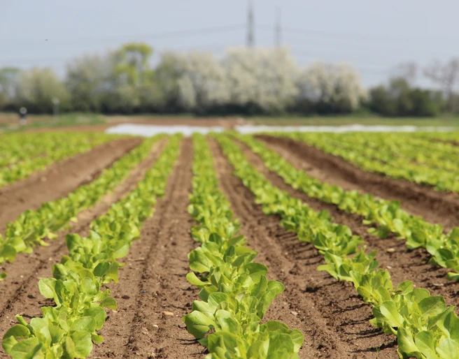 Gemüsefelder Bornheim