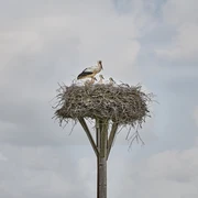 Storchennest Hedeper Storchennest Hedeper