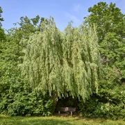 Rastplatz unter Bäumen in Seinstedt Rastplatz unter Bäumen in Seinstedt