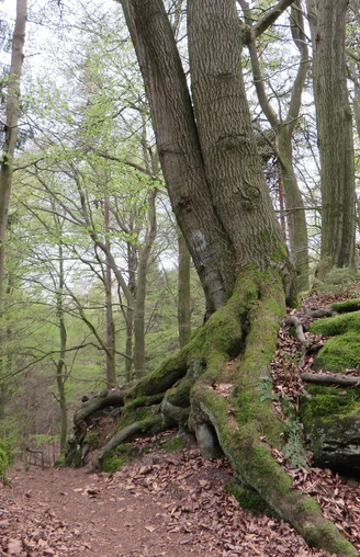 Bodensteiner Klippen