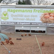 Freilaufende Hühner vor dem Areal des Hofladens Hagemann in Salzgitter-Engelnstedt