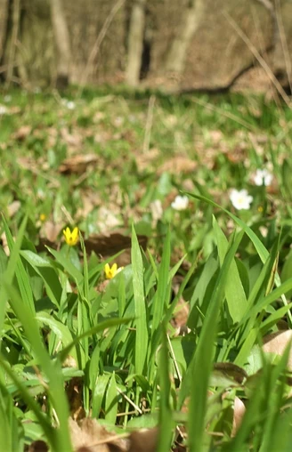 Bärlauchfeld an der Alten Burg Warberg