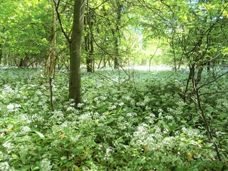 Bärlauchfeld am Wegesrand