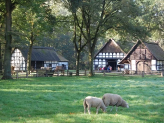 Museumshof 1.jpg Zwei Schafe grasen vor Fachwerkhäusern, umgeben von Bäumen, an einem sonnigen Herbsttag.