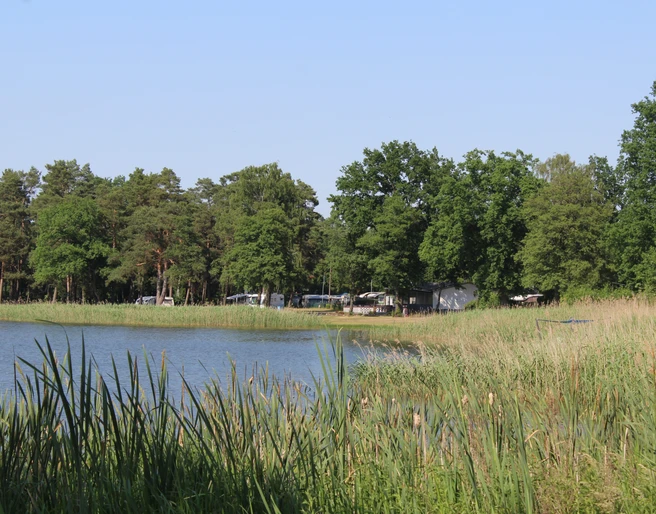 Campingplatz Hämelsee Ein stiller See umgeben von hohen Bäumen und Gräsern mit einem entfernten Campingbereich im Hintergrund.