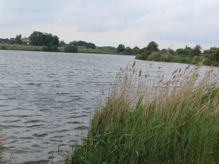 Alte Weser Blick auf den Fluss Alte Weser mit Schilfbewuchs am Ufer unter bewölktem Himmel.