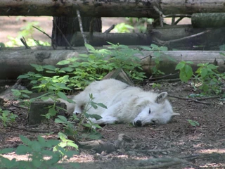 Wolfcenter Dörverden Wolfcenter Dörverden