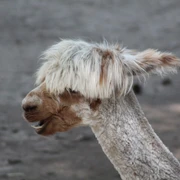 Ein Alpaka mit flauschigem Fell und wuscheligen Ohren steht auf einem sandigen Boden im Freien.