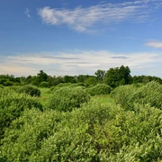 Der Drömling in der Südheide Gifhorn bei Kaiserwinkel8000078.jpg Der Drömling in der Südheide Gifhorn bei Kaiserwinkel