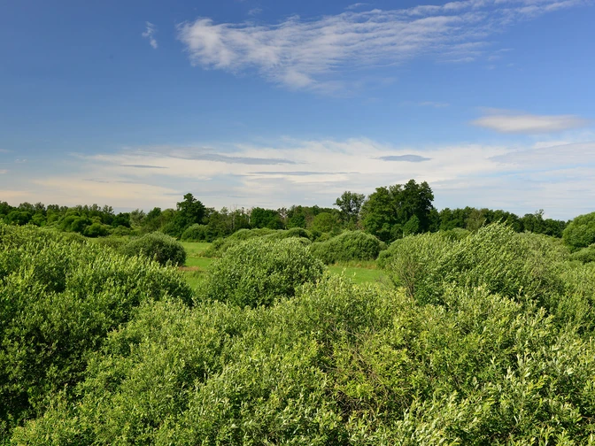 Der Drömling in der Südheide Gifhorn bei Kaiserwinkel8000078.jpg Der Drömling in der Südheide Gifhorn bei Kaiserwinkel
