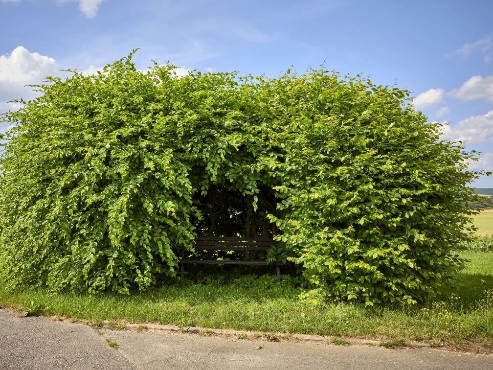Liebesbank im Buchenhain Liebesbank im Buchenhain