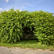 Liebesbank im Buchenhain Liebesbank im Buchenhain