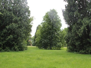 Schlosspark Etelsen Grüne Wiese im Schlosspark Etelsen, umrahmt von hohen Bäumen, führt zu dichtem, lebendigem Wald.