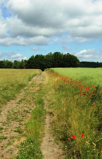 Salzgitter Höhenzug, Feldweg Wanderweg 18