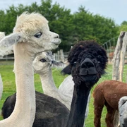 Alpakahof Carpe Diem Nahaufnahme von zwei Alpakas