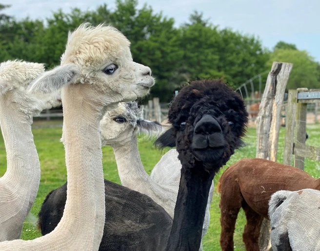 Alpakahof Carpe Diem Nahaufnahme von zwei Alpakas