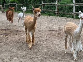 Alpakahof Carpe Diem Alpakas laufen in ihrem Gatter