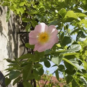 1000-jähriger Rosenstock Rose am 1000-jährigen Rosenstock