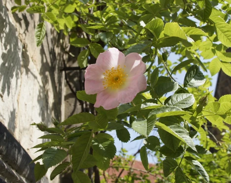 1000-jähriger Rosenstock Rose am 1000-jährigen Rosenstock