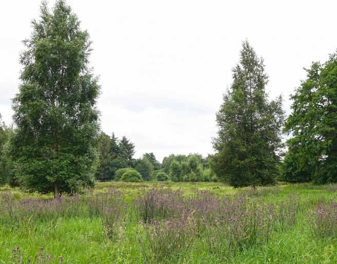 Naturschutzgebiet Schaapmoor