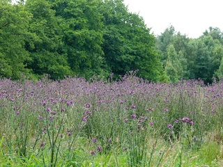 Naturschutzgebiet Schaapmoor