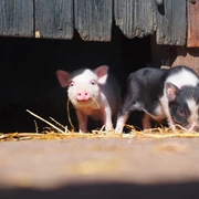Bauernhof Familienpark Sottrum  Ferkel auf dem Bauernhof im Familienpark Sottrum