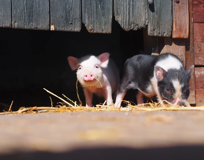 Bauernhof Familienpark Sottrum  Ferkel auf dem Bauernhof im Familienpark Sottrum